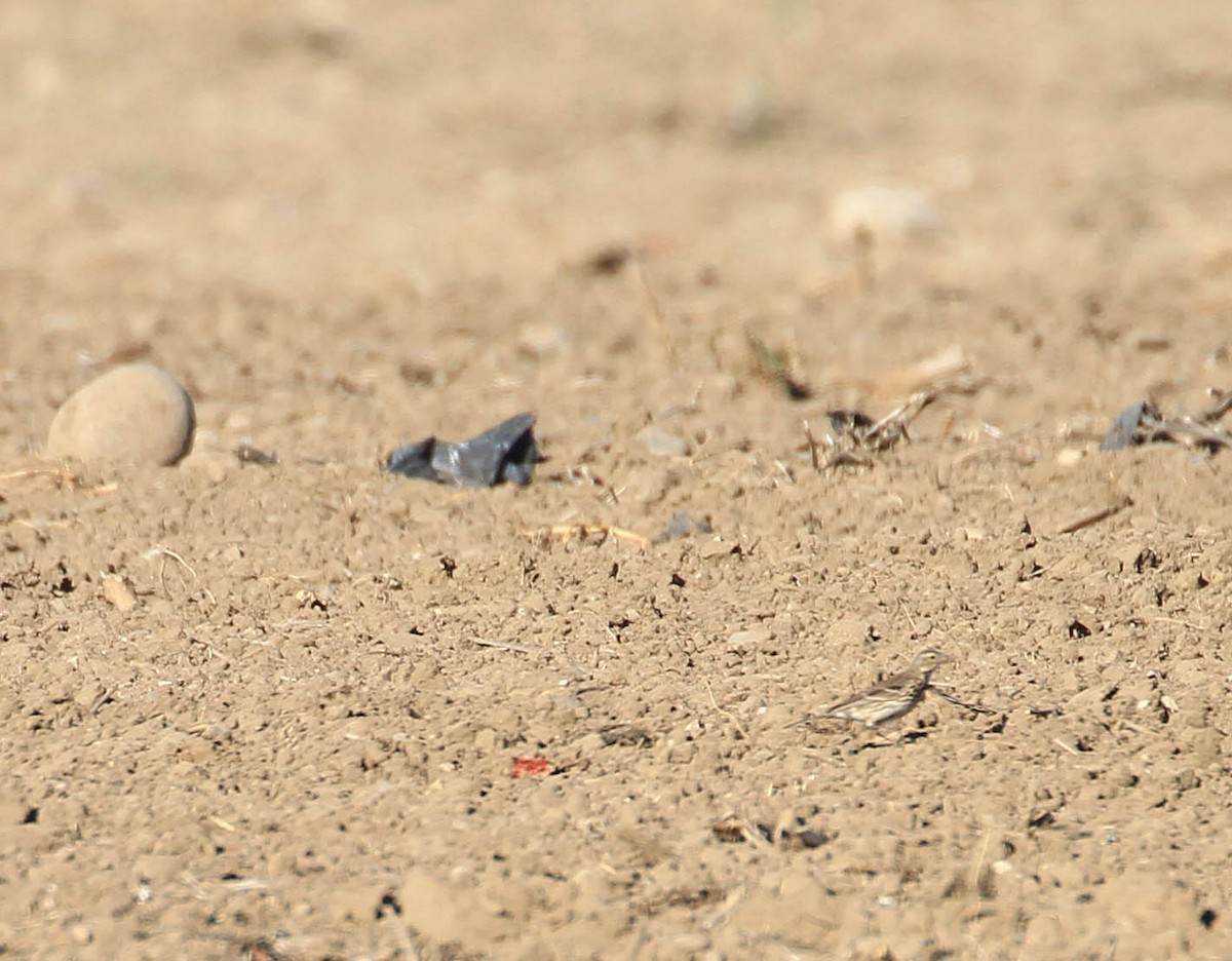 American Pipit - ML415466681