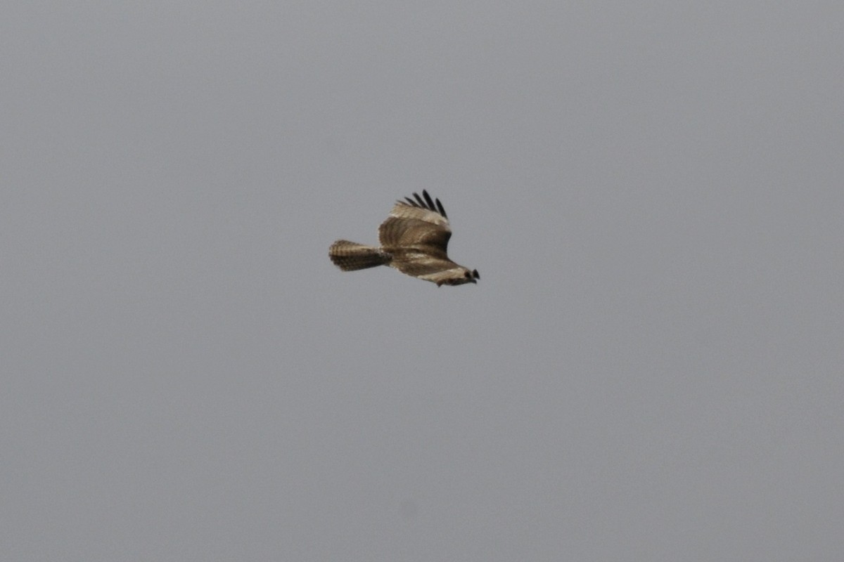 Red-tailed Hawk - ML41546681