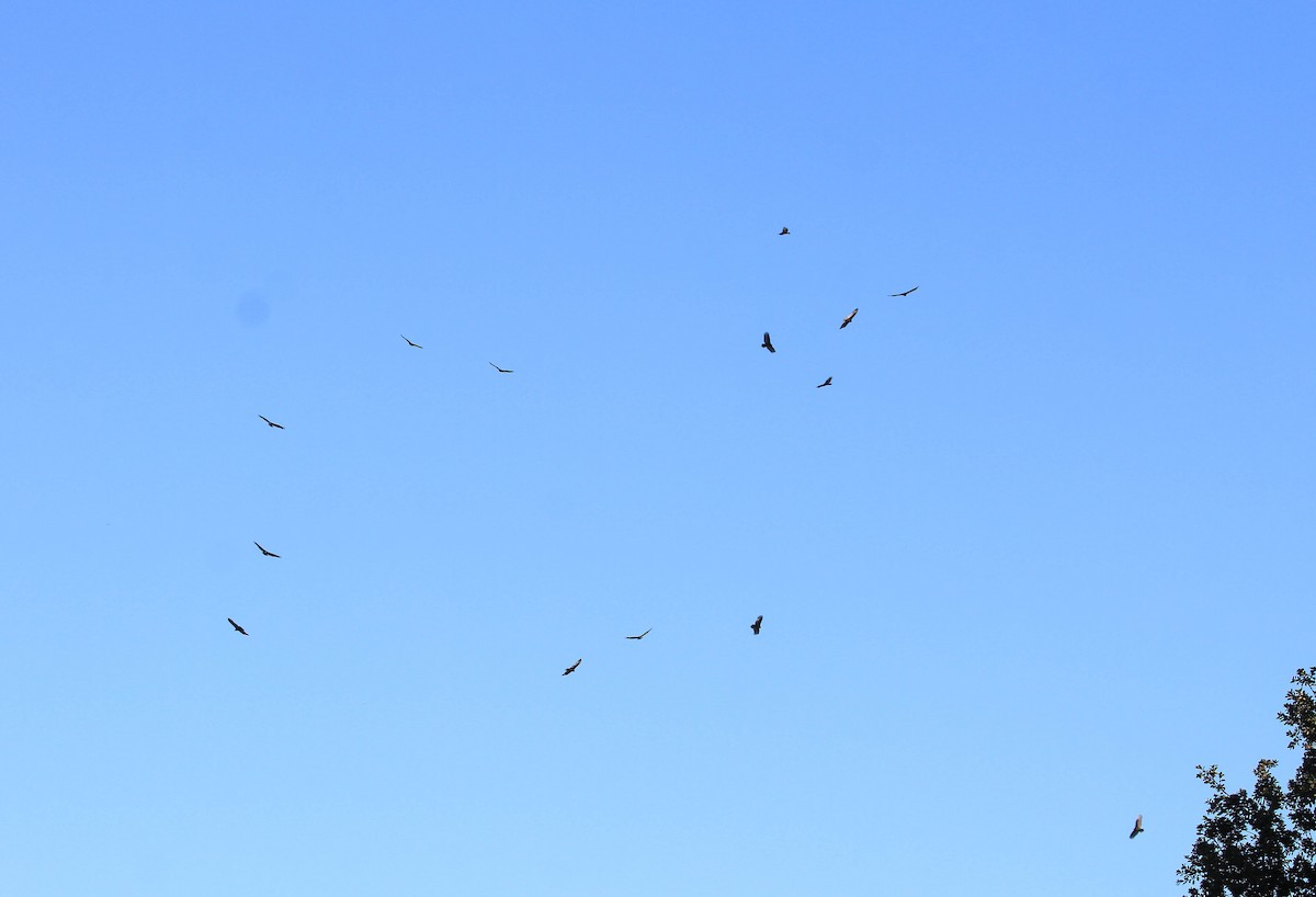 Turkey Vulture - ML415466851