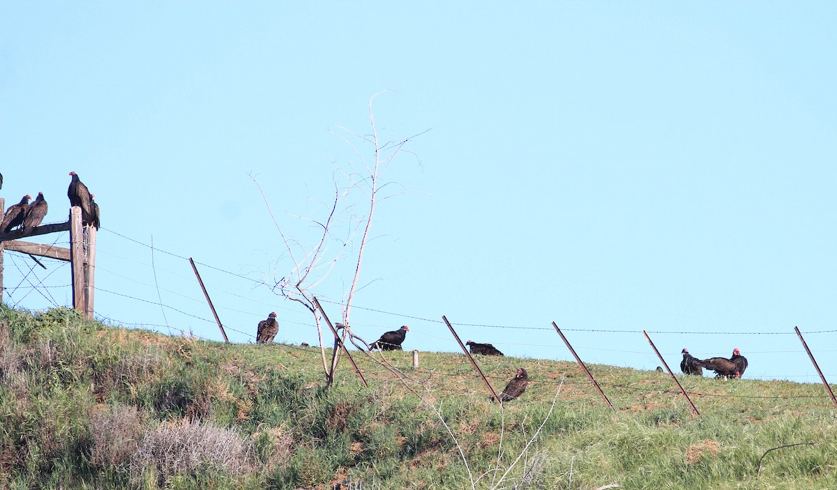 Turkey Vulture - ML415466861