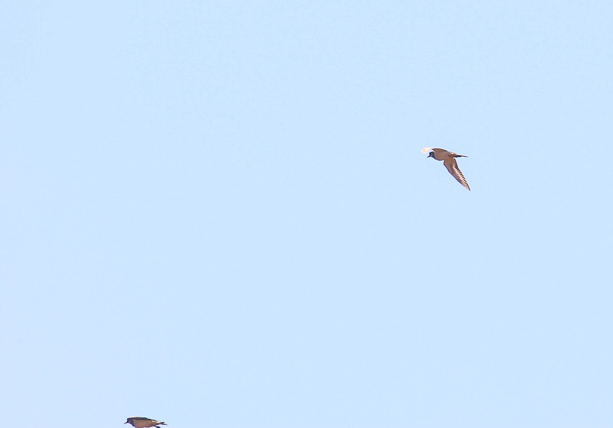 Killdeer - ML415466941