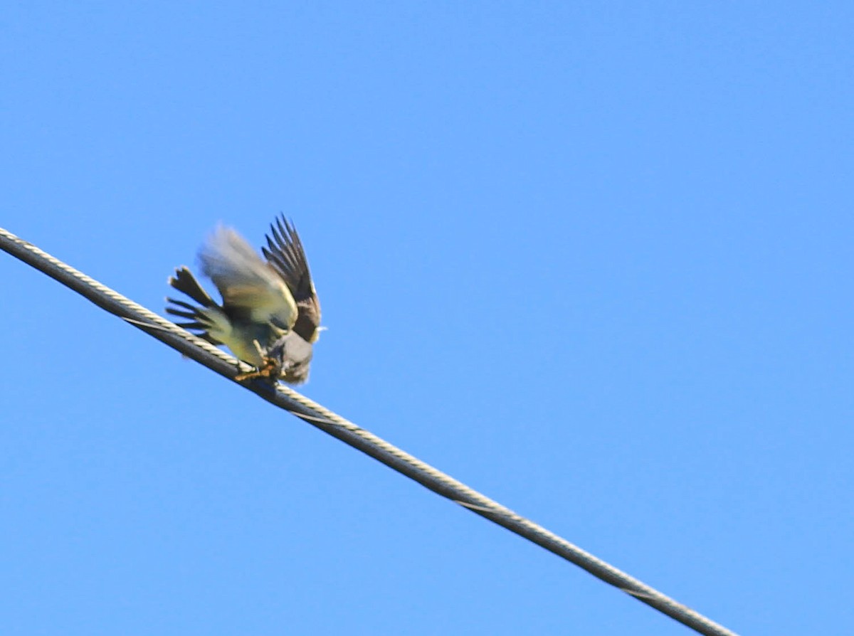 Cassin's Kingbird - ML415467261