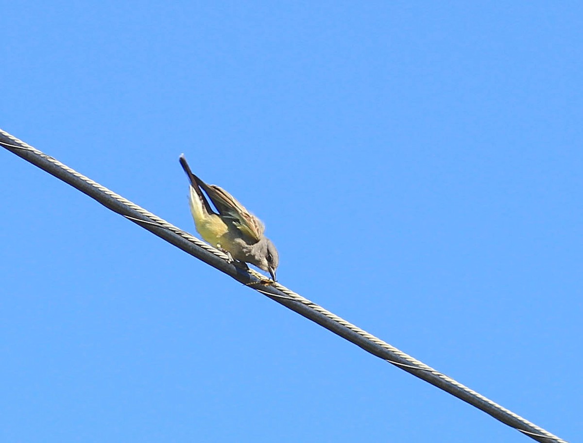 Cassin's Kingbird - ML415467271
