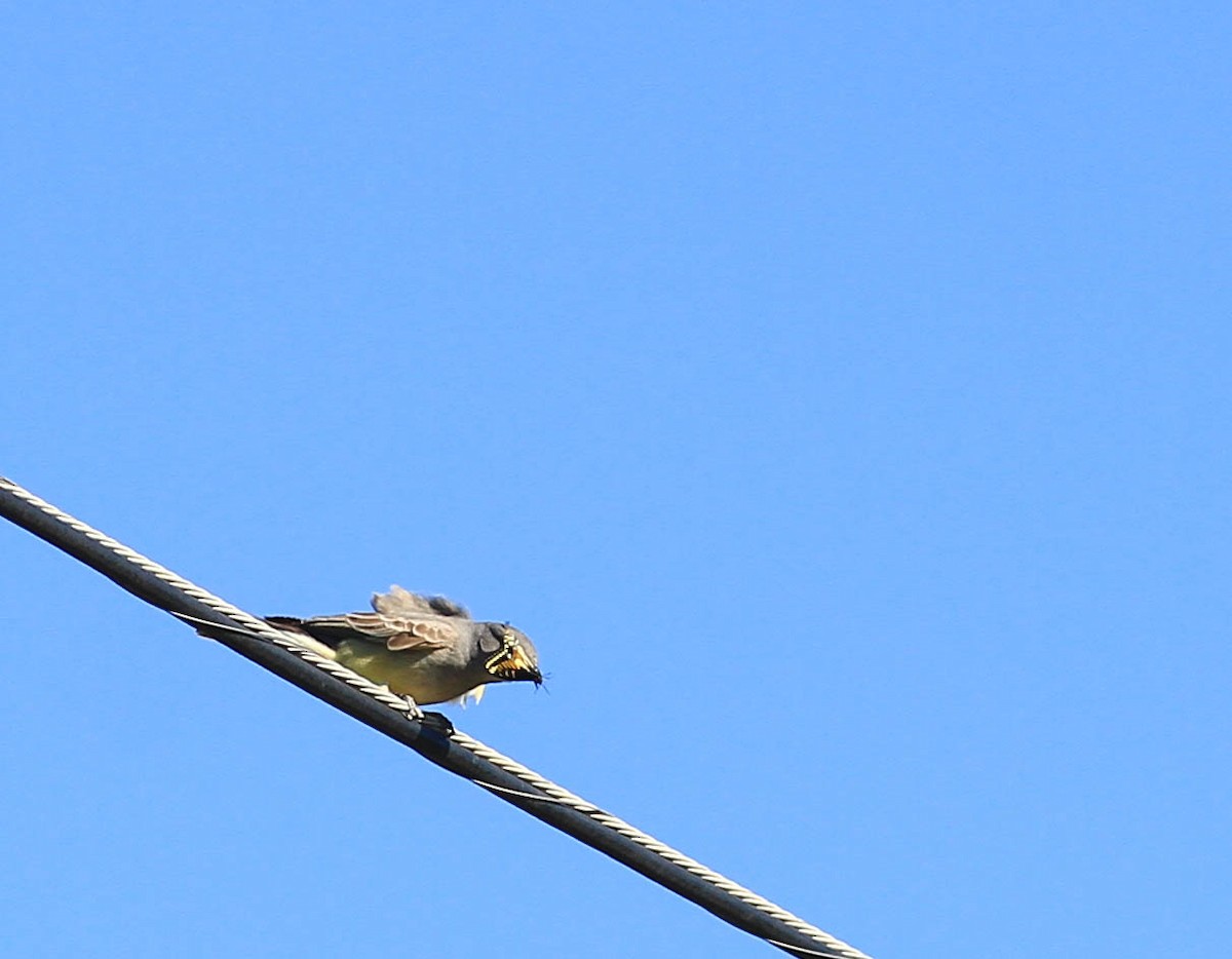Cassin's Kingbird - ML415467321
