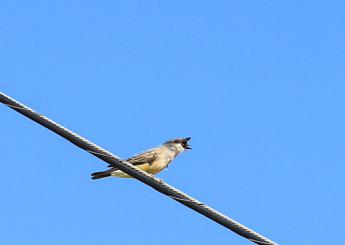 Cassin's Kingbird - ML415467341