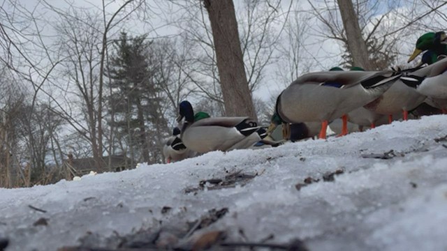 Canard colvert - ML415469981