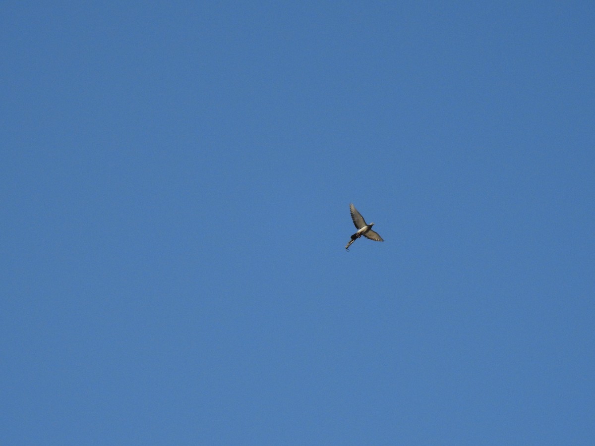 Rock Pigeon - ML415470941