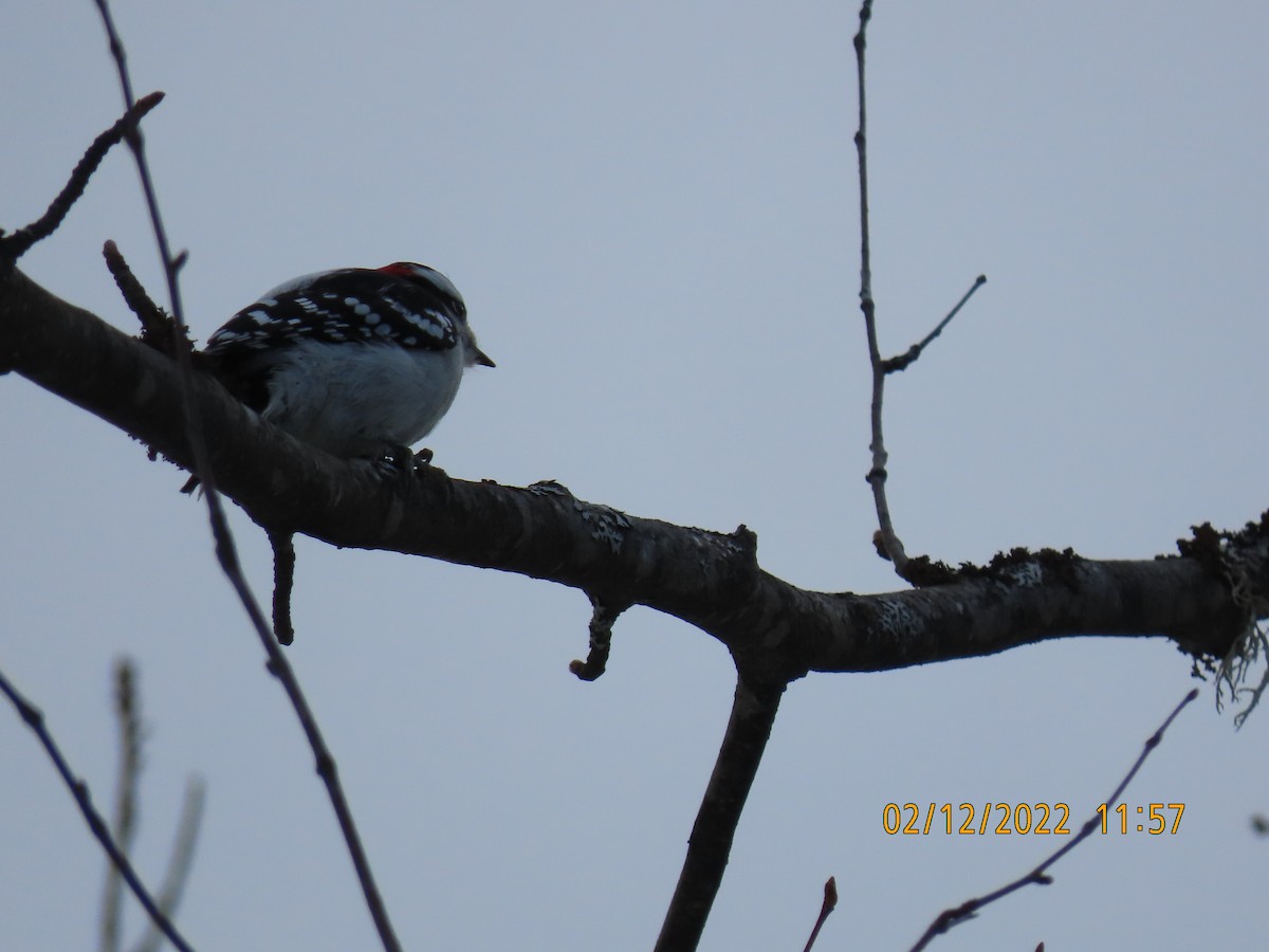 Downy Woodpecker - ML415471701