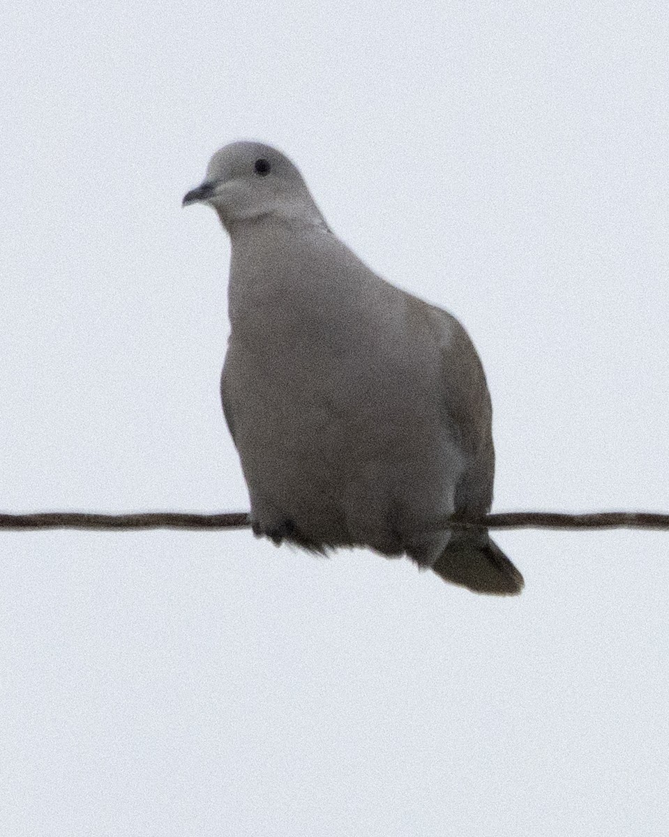 Eurasian Collared-Dove - ML415472491