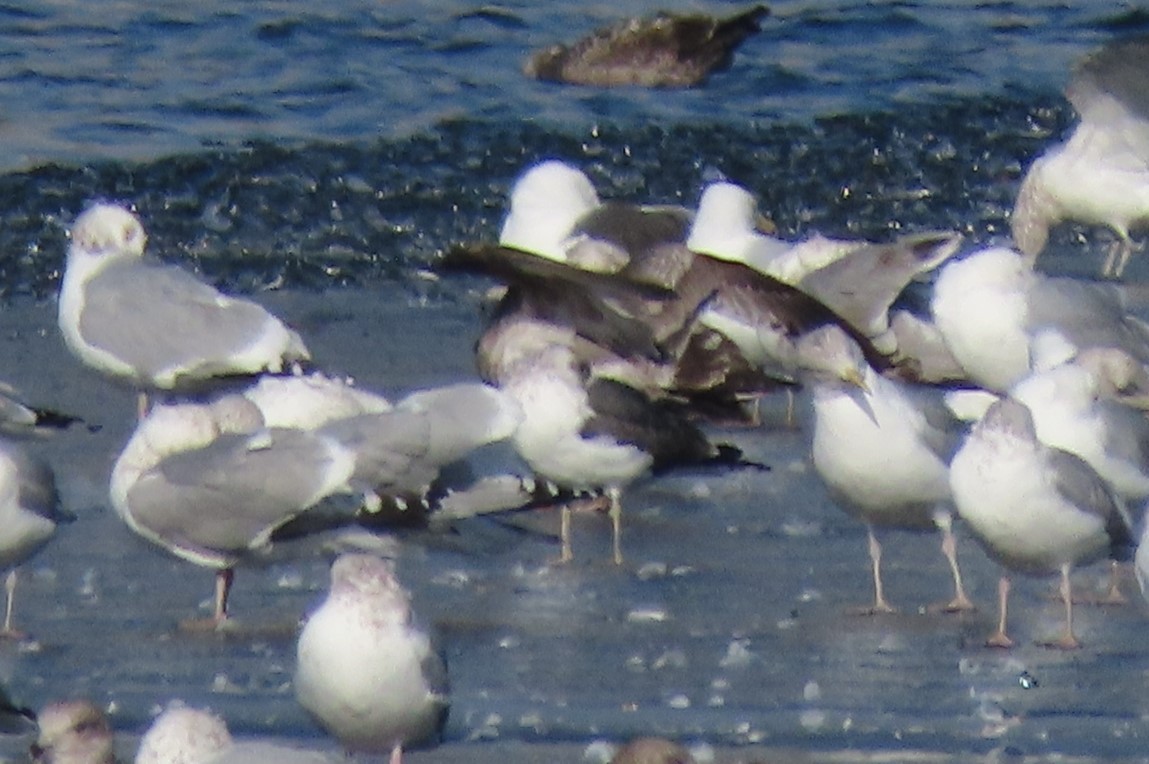 Lesser Black-backed Gull - ML415472811