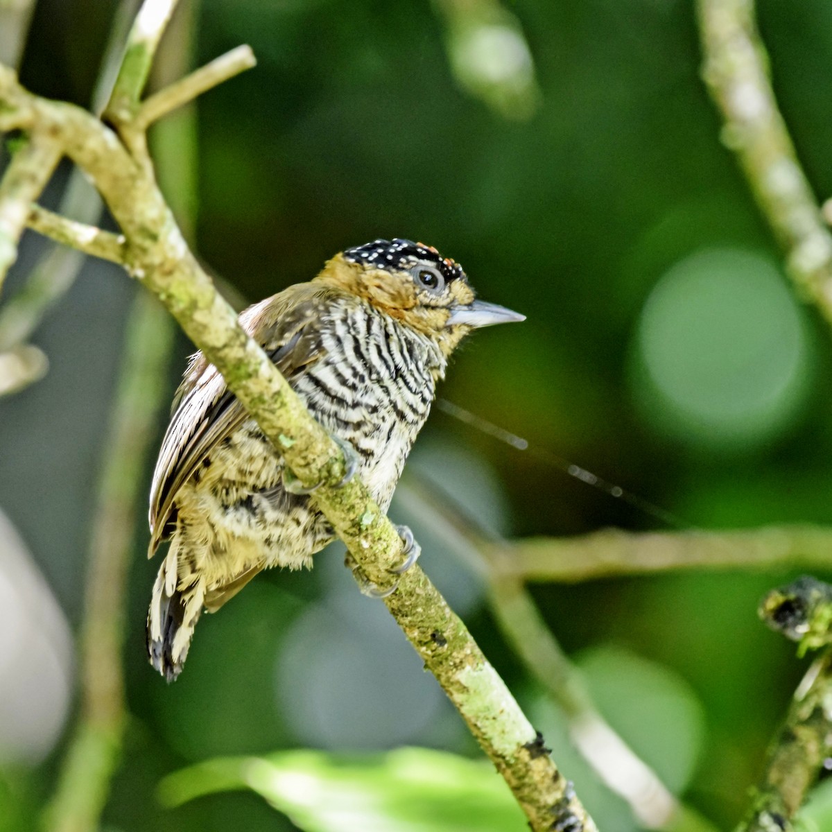 Ochre-collared Piculet - ML415474341