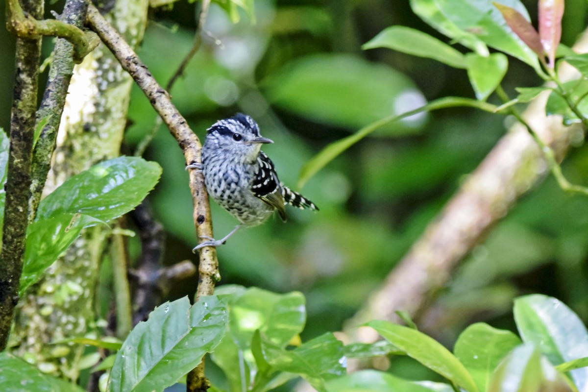 Scaled Antbird - ML415474671