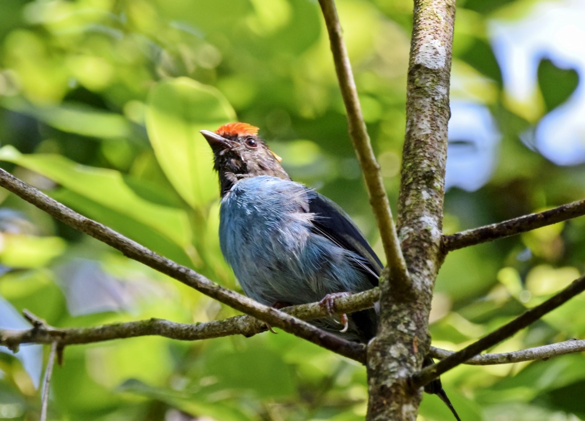 Swallow-tailed Manakin - ML415474901