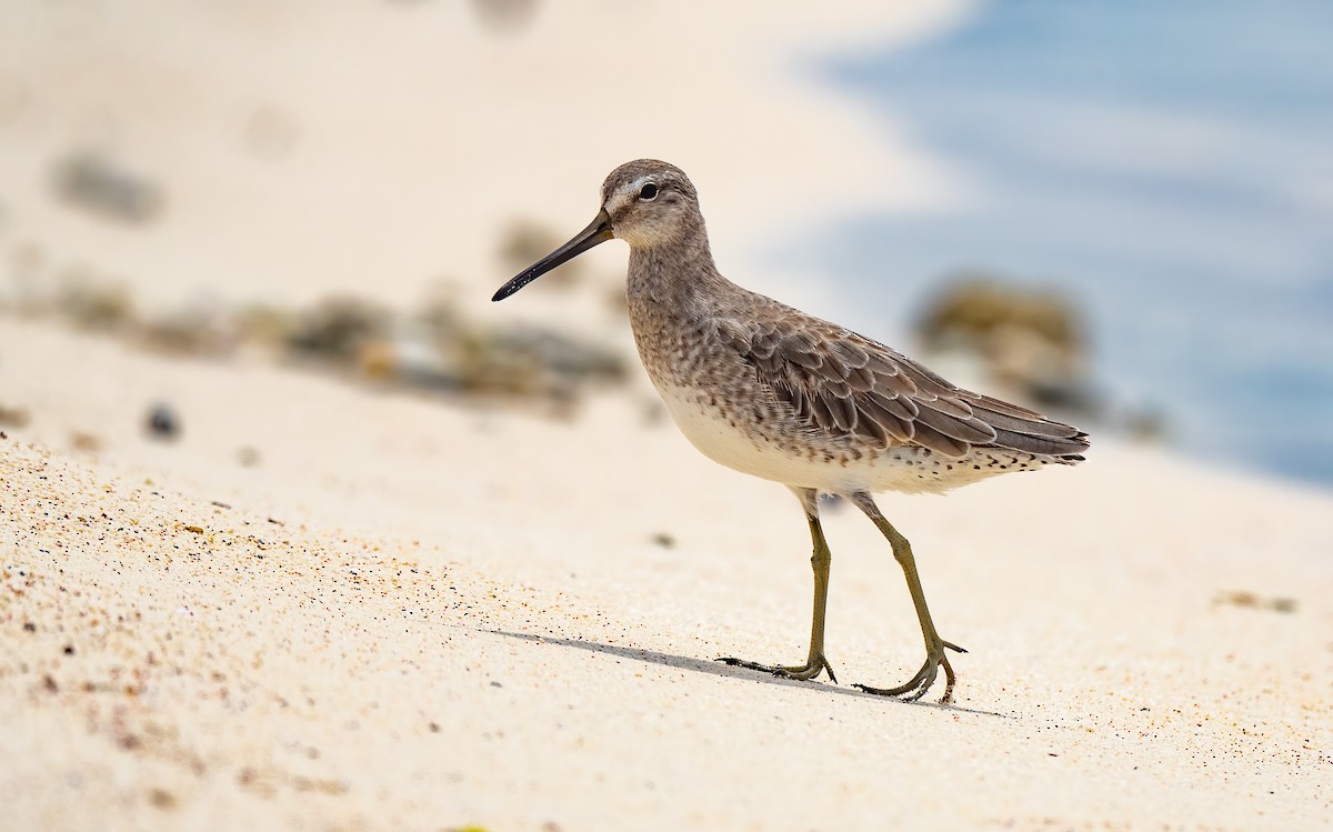 短嘴半蹼鷸 - ML415477341