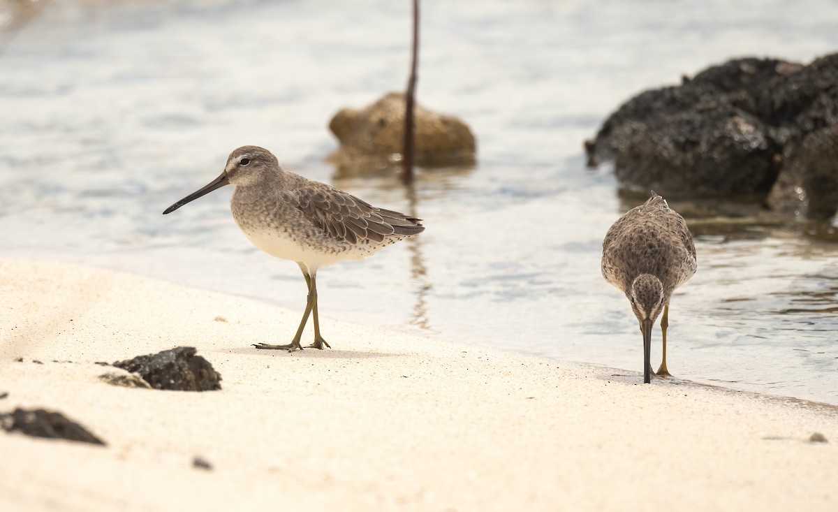 短嘴半蹼鷸 - ML415477371