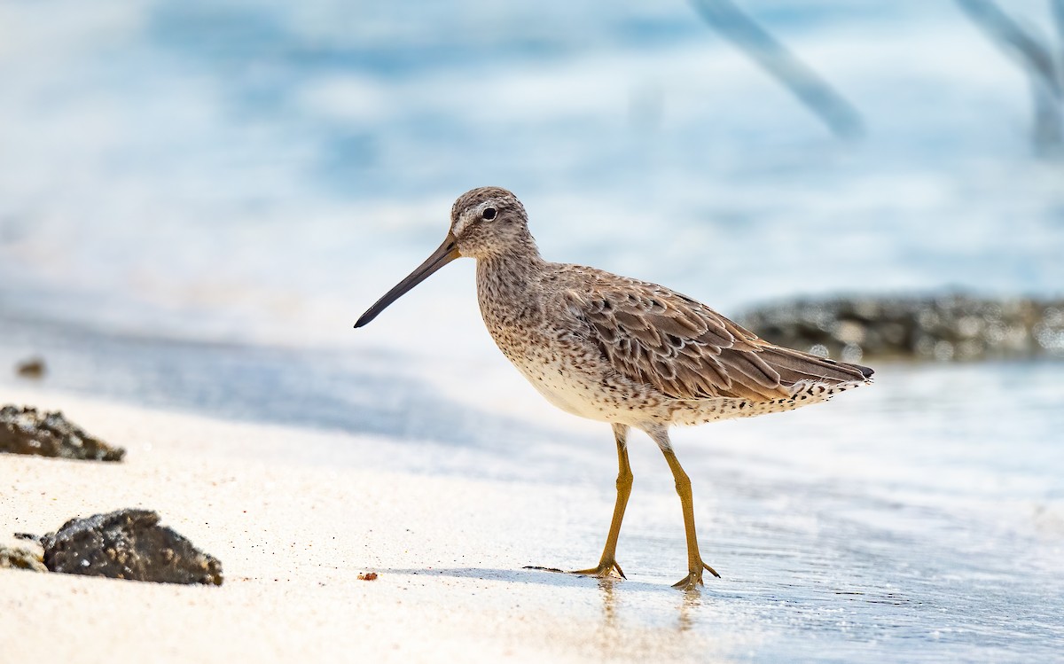 短嘴半蹼鷸 - ML415477381