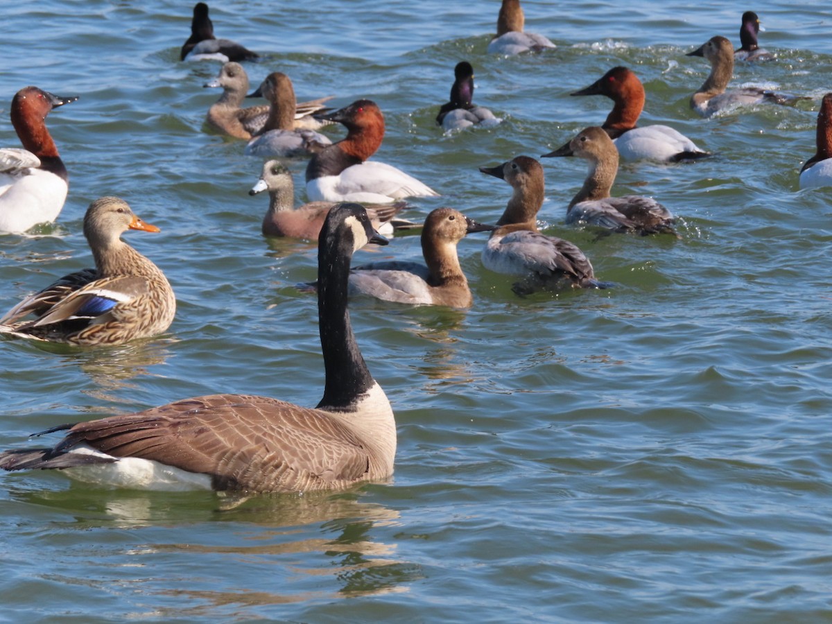 Canada Goose - ML415480621