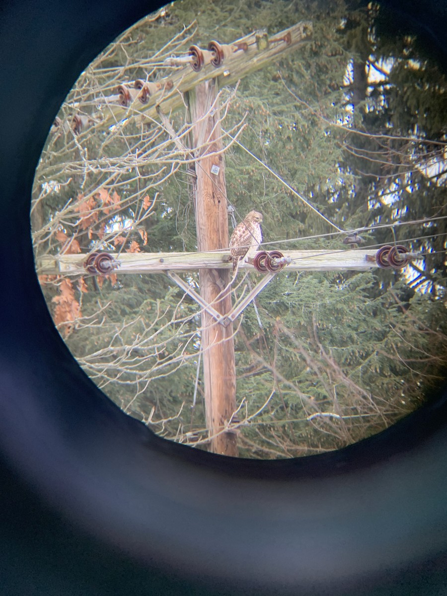 Red-shouldered Hawk - ML415480711