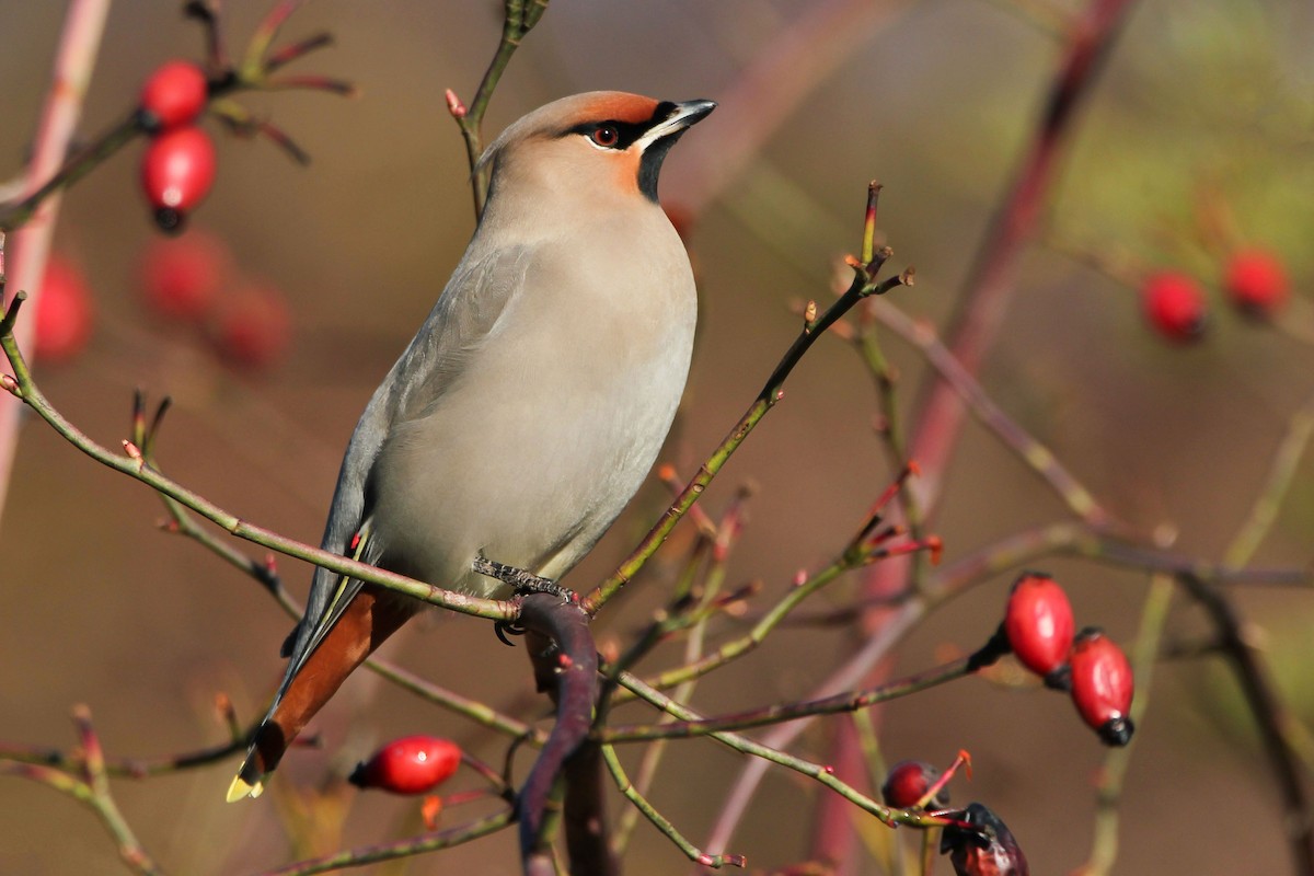 Bohemian Waxwing - Nyjal Singh