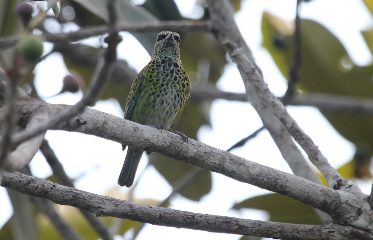 Spotted Tanager - ML41548221