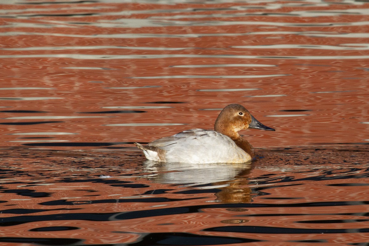 Canvasback - ML415482261