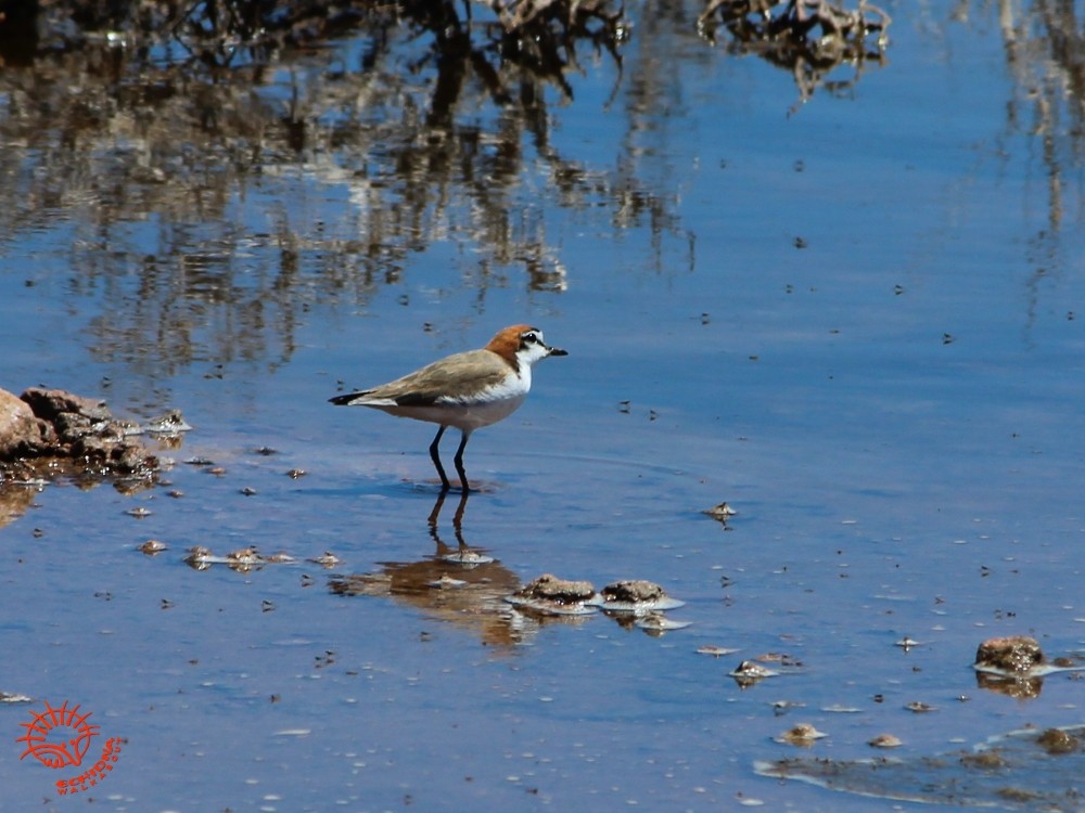 Red-capped Plover - ML41548301