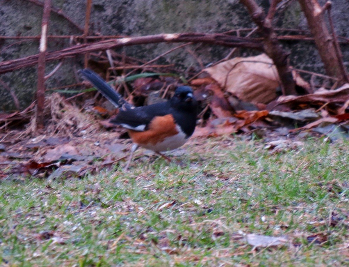 Eastern Towhee - Barry  Coombs