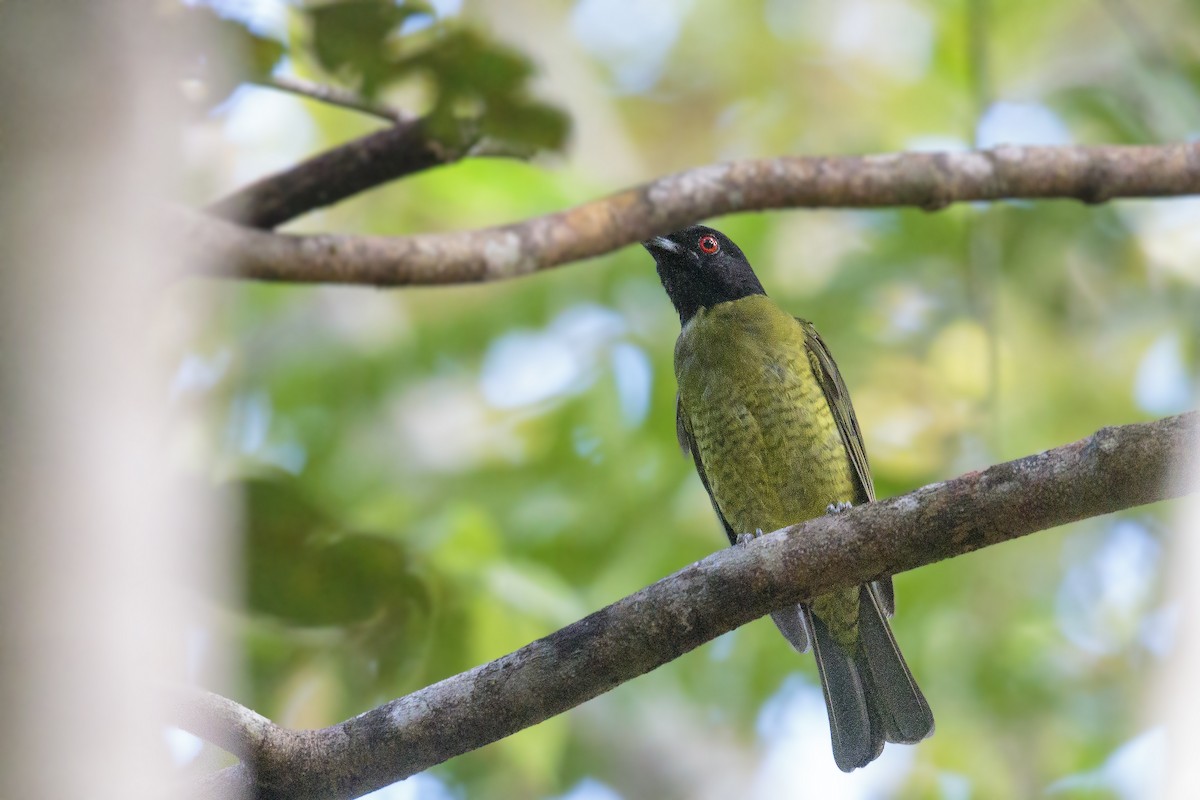 Black-headed Berryeater - ML415485381