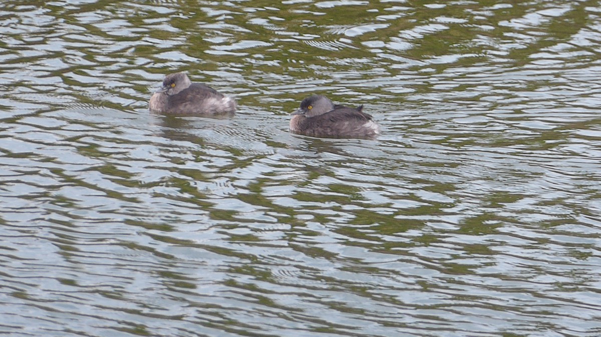 Least Grebe - ML415485671