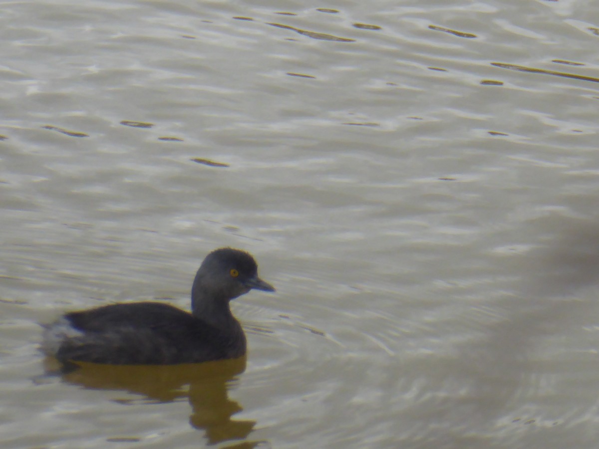 Least Grebe - elwood bracey