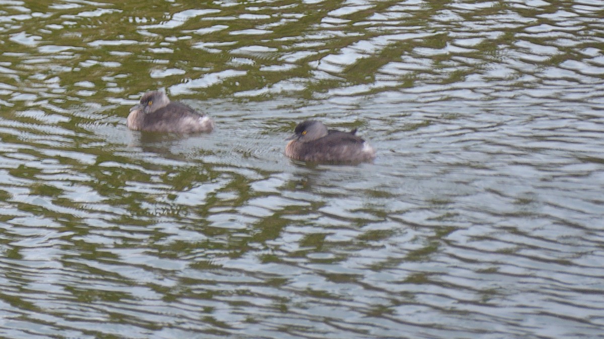 Least Grebe - ML415485811