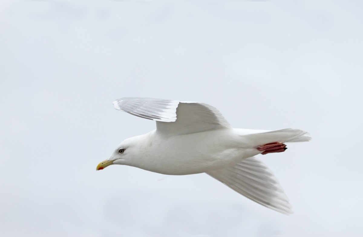 Iceland Gull (kumlieni/glaucoides) - Will Sweet