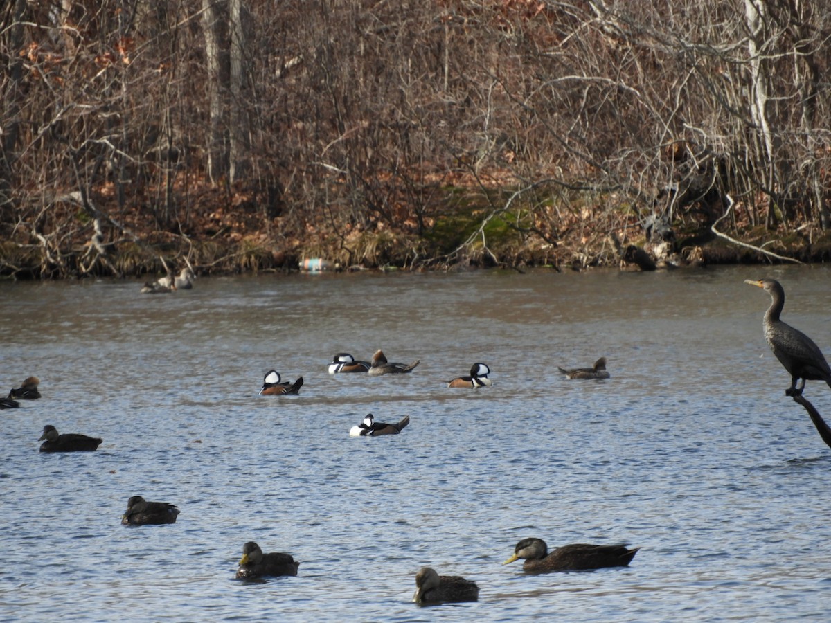 Hooded Merganser - ML415487161