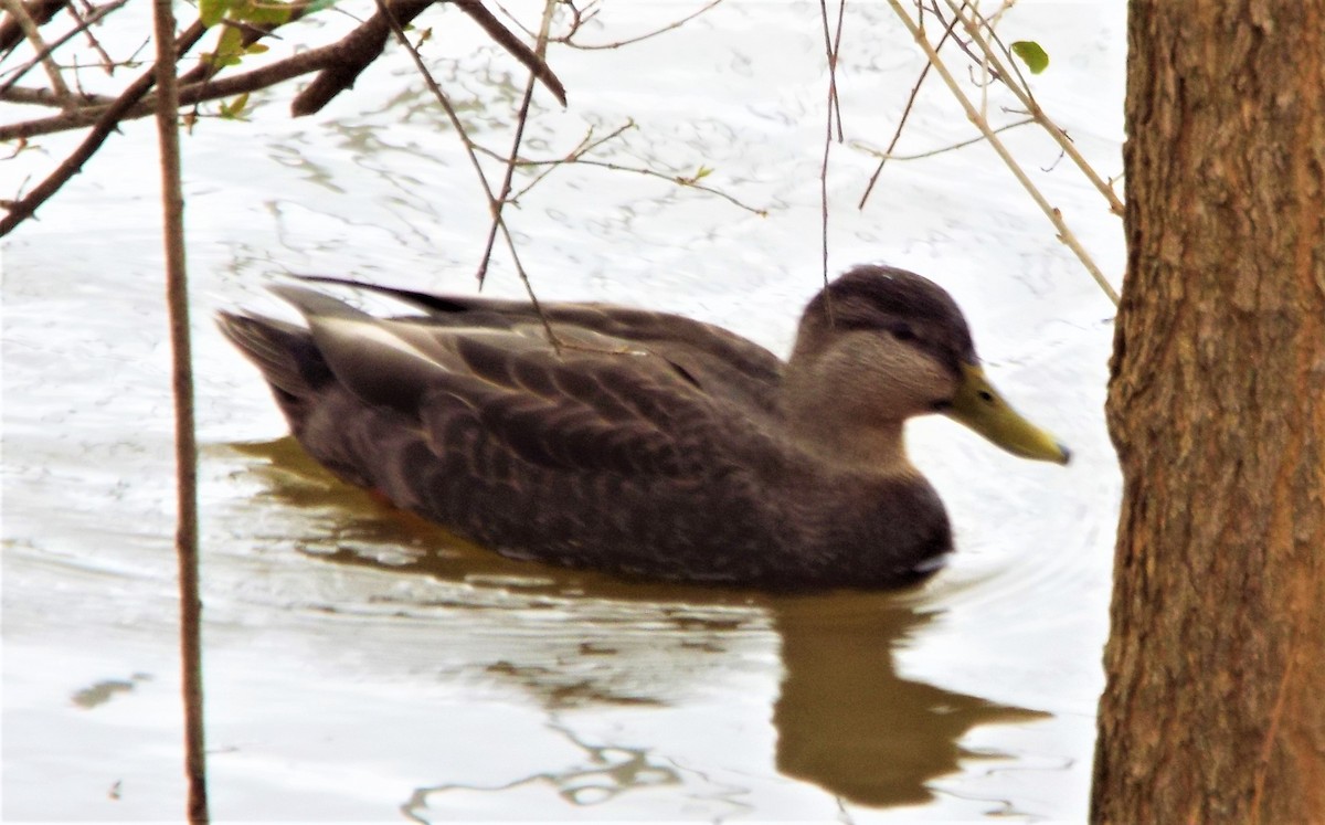 American Black Duck - ML415487271