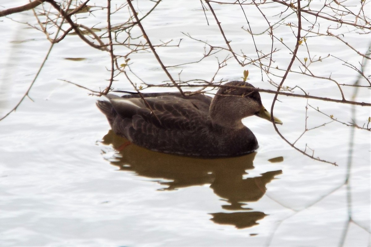 American Black Duck - ML415487281