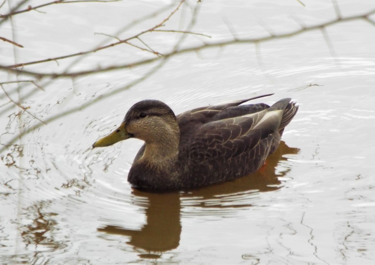 American Black Duck - ML415487301