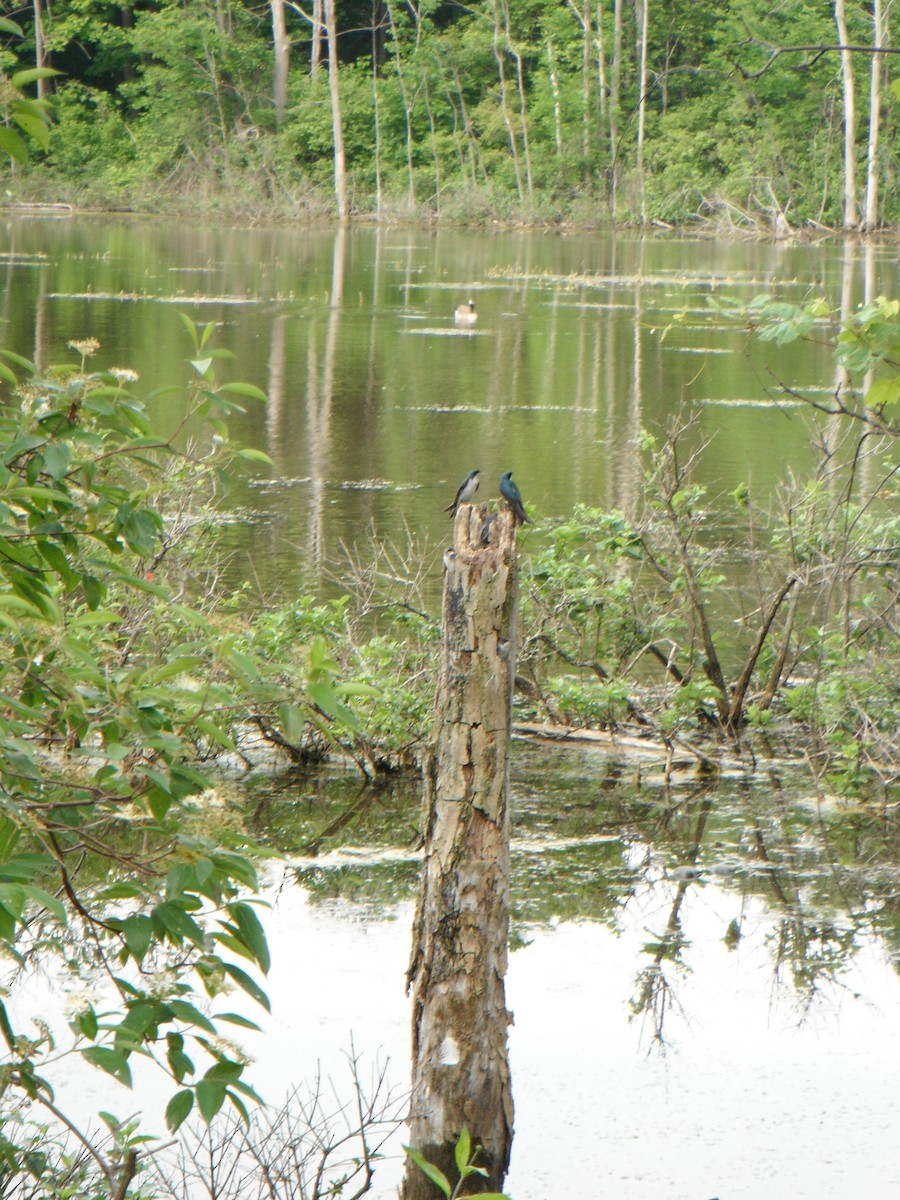 Tree Swallow - ML415487911