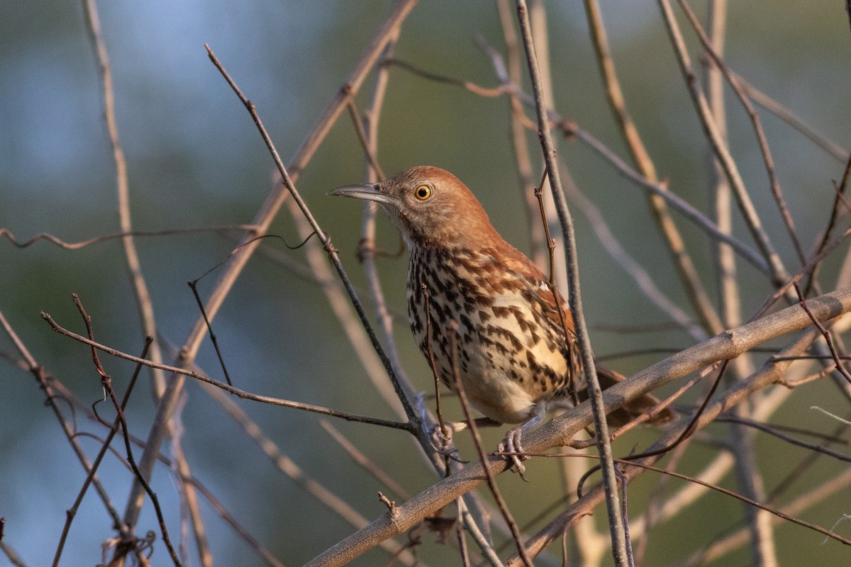 Brown Thrasher - ML415488591