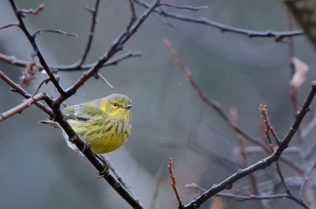 Cape May Warbler - ML41548911