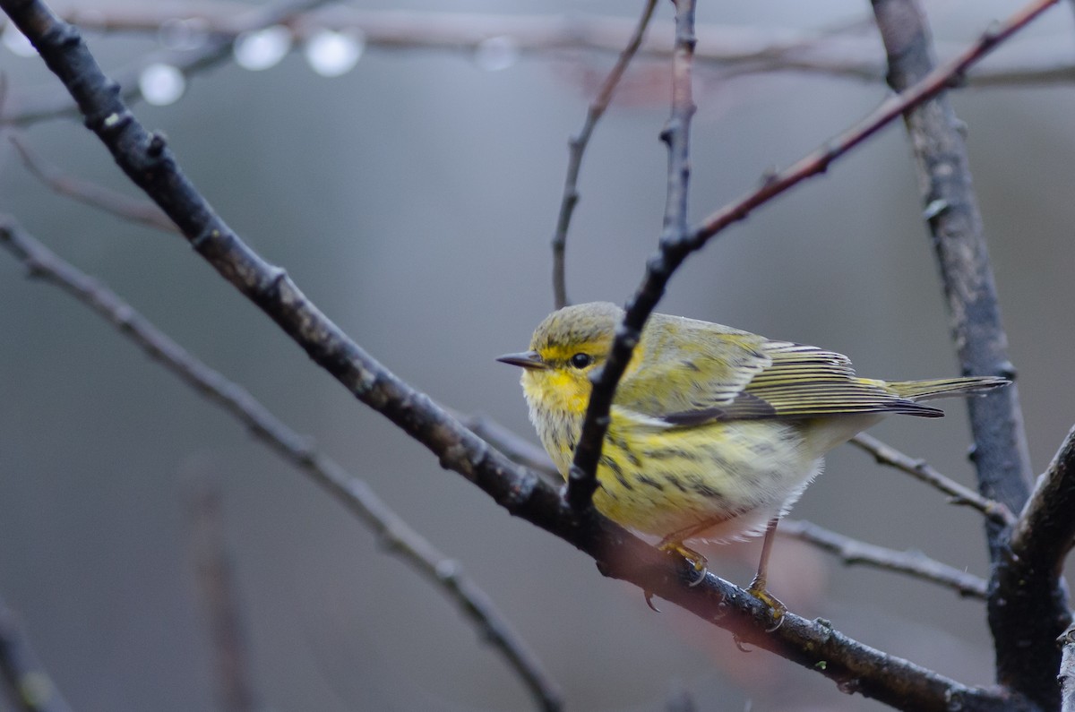 Cape May Warbler - ML41548921
