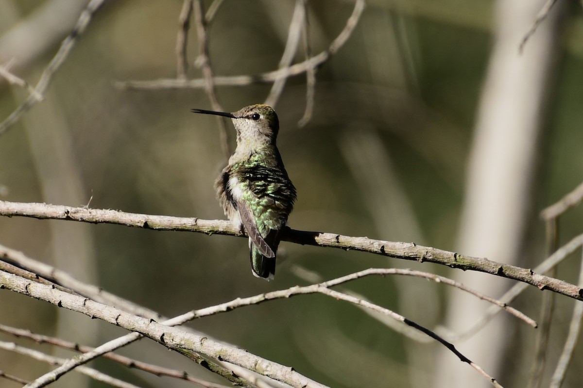 Anna's Hummingbird - ML415489651