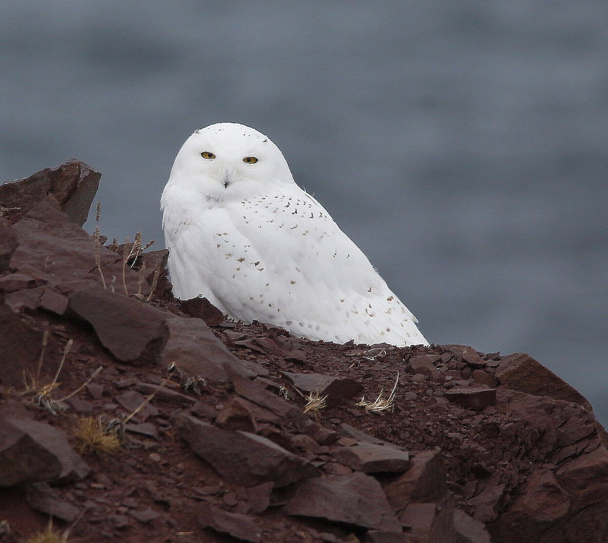 Snowy Owl - ML415490371