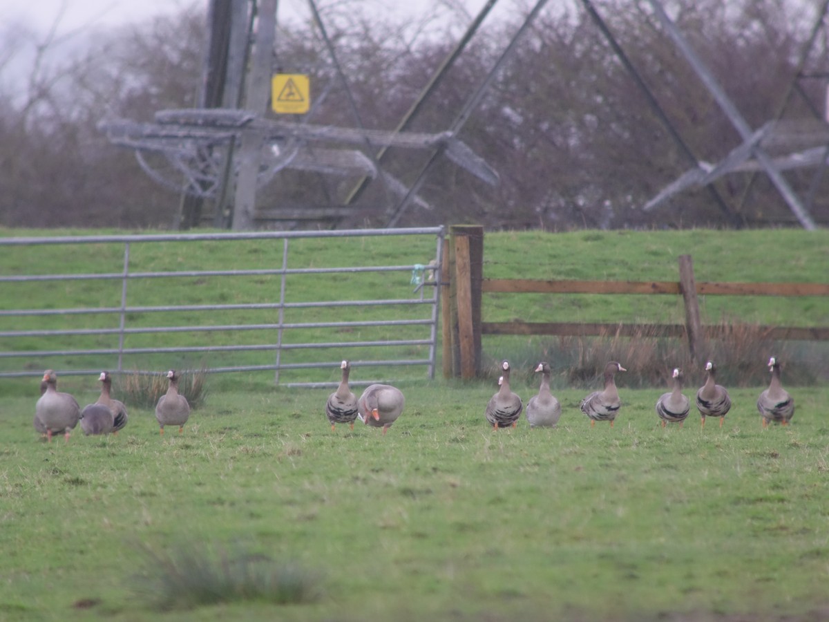 Greater White-fronted Goose (Eurasian) - Gavin Thomas