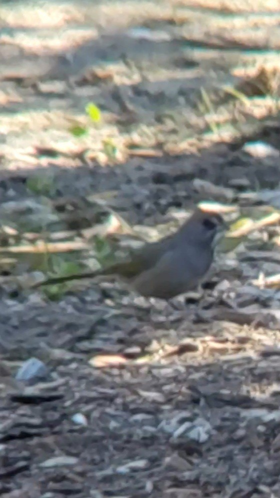 Green-tailed Towhee - ML415491421