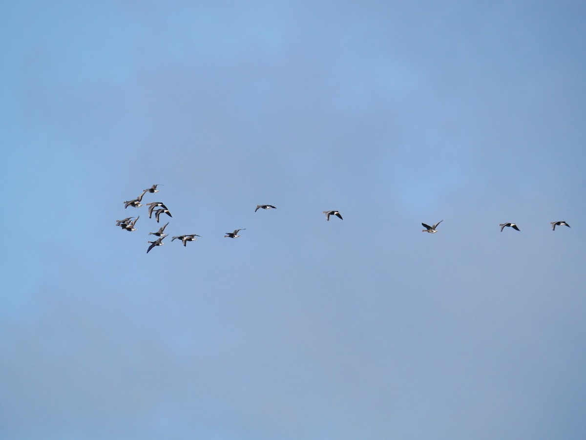 Greater White-fronted Goose (Eurasian) - ML415492141