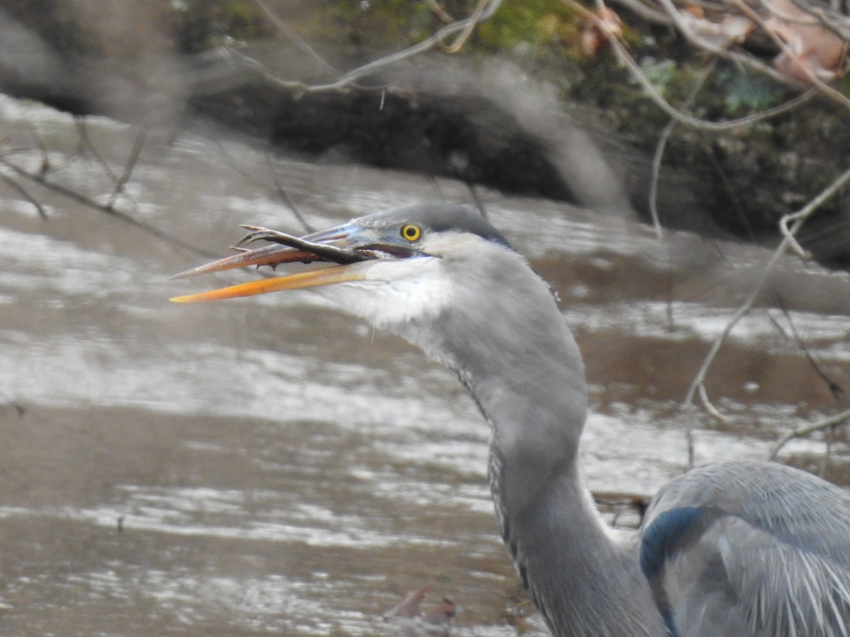 Great Blue Heron - Mary  McMahon