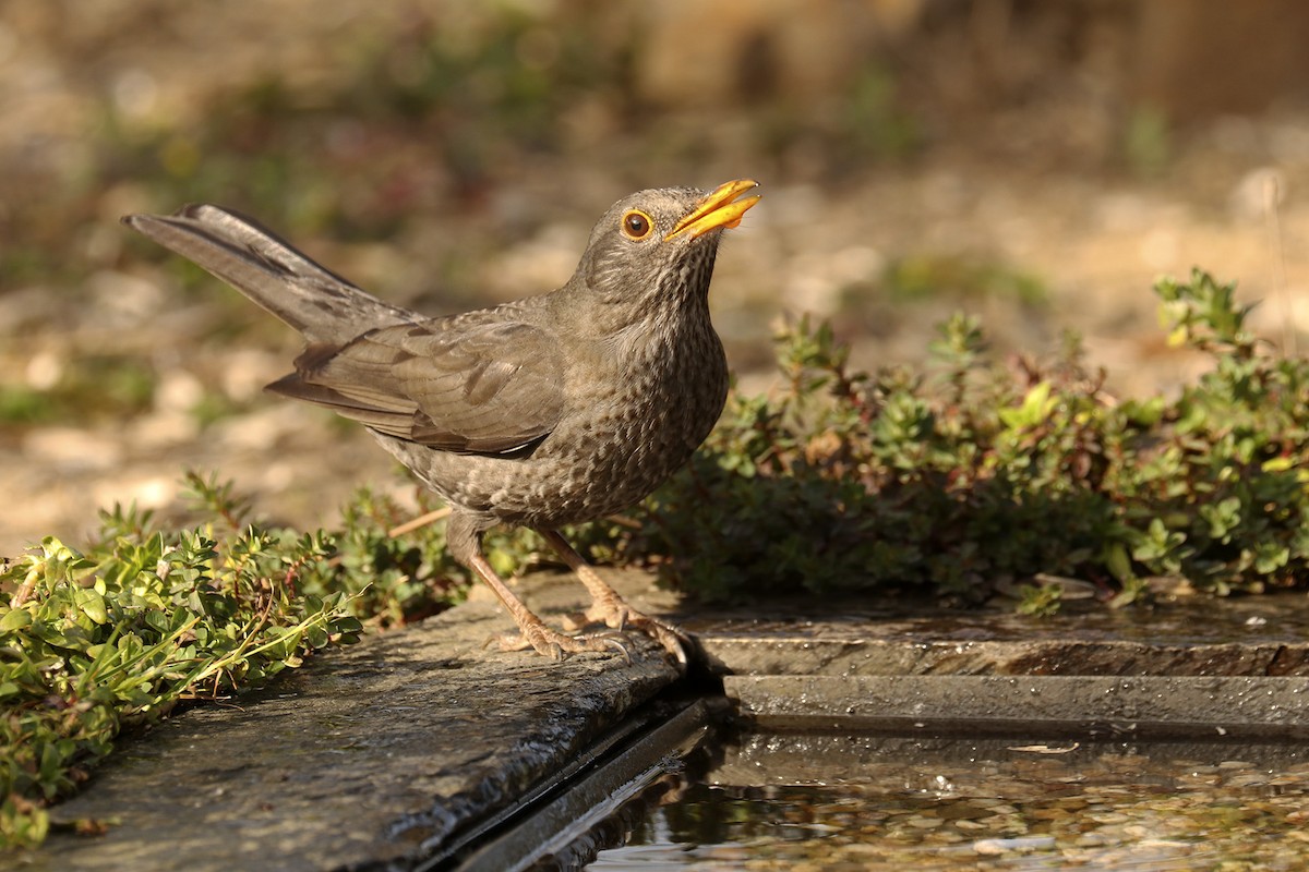 Eurasian Blackbird - Francisco Barroqueiro