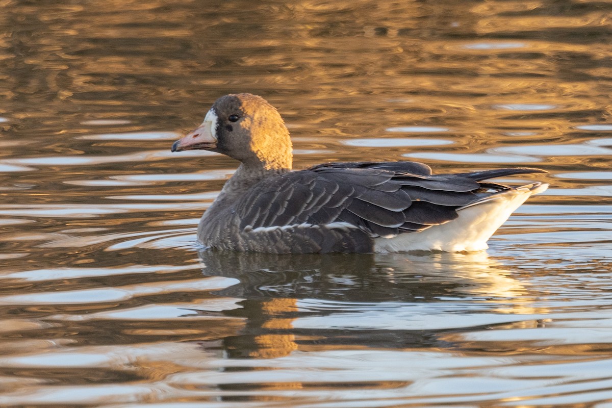 Greater White-fronted Goose - Loni Ye