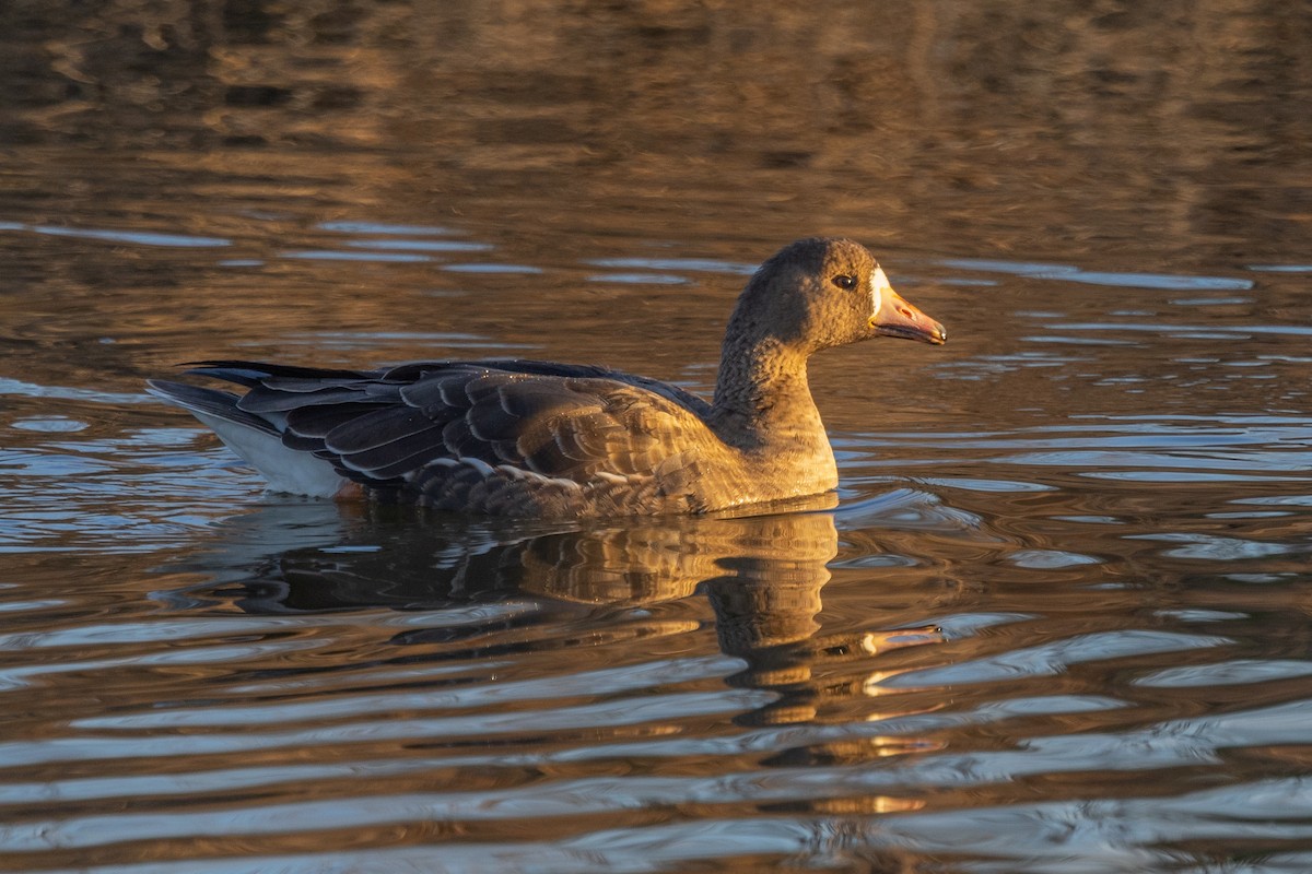 Greater White-fronted Goose - ML415494341