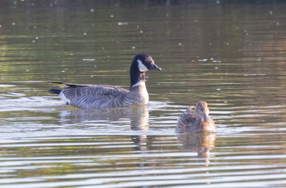 Cackling Goose - Loni Ye